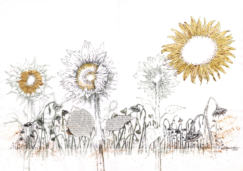 verblühtes Sonnenblumenfeld